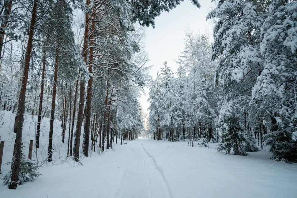 Дендрарий зимний лес